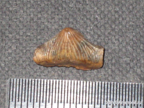 Polyacrodus, Acrodus, polyacrodus или acrodus, поправьте теги