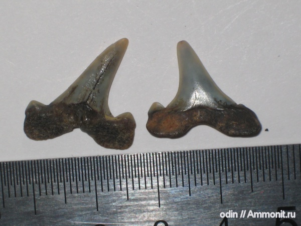 Cretalamna appendiculata