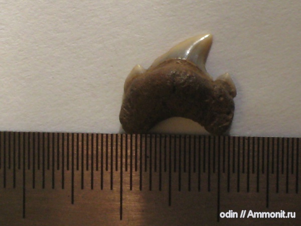 Cretalamna appendiculata