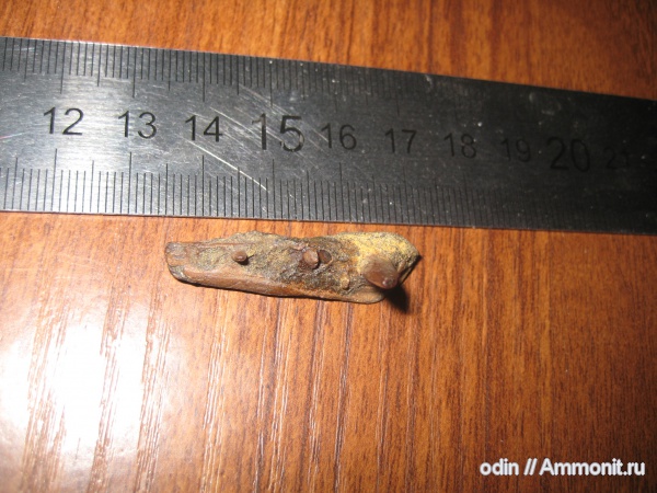 рыбы, зубы, челюсти, fish, teeth