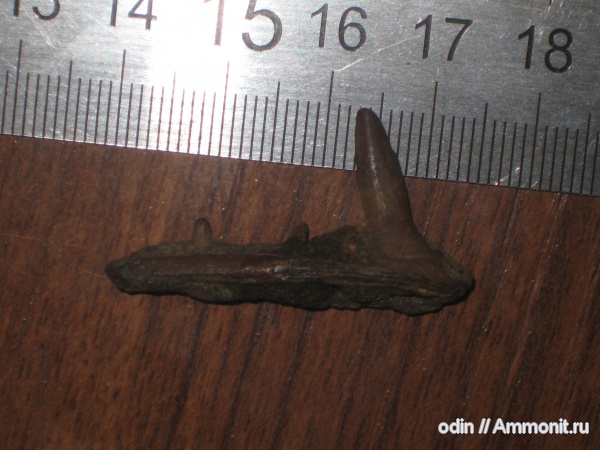 рыбы, зубы, челюсти, Enchodus, fish, teeth