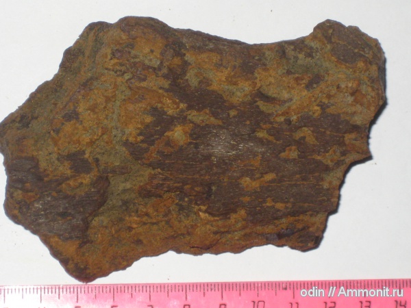 водные рептилии