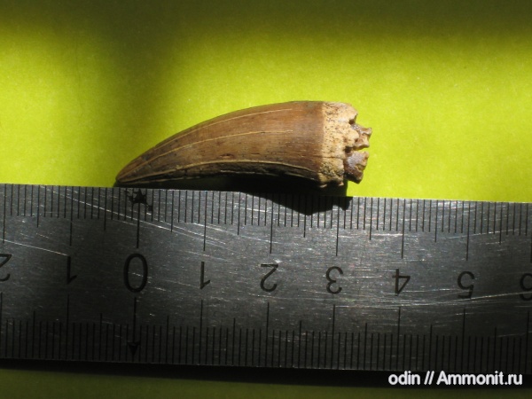 водные рептилии, плезиозавры, Plesiosaurus