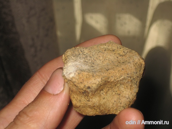 водные рептилии, Plesiosaurus