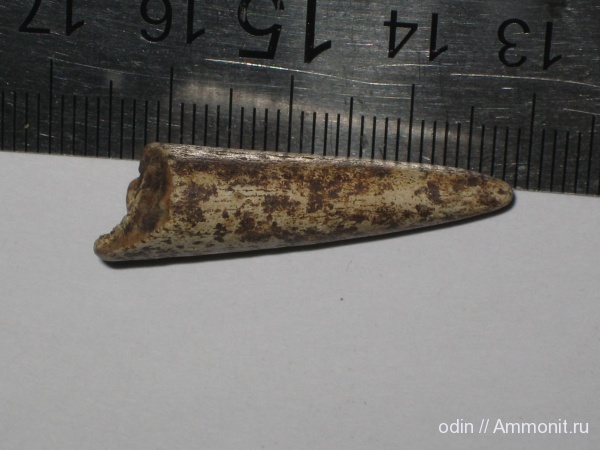 водные рептилии, плезиозавры, Plesiosaurus