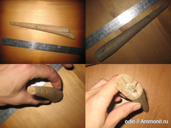 рыбы, Protosphyraena, fish