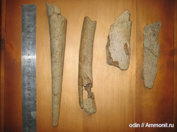 водные рептилии, рыбы, плиозавры, Protosphyraena, Шацк, fish