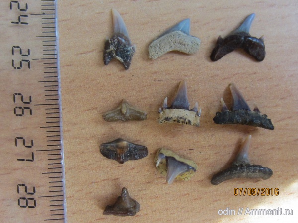 Eostriatolamia, Squatina, Cederstroemia, Paraorthacodus, Archaeolamna, Paleoanacorax, Enchodontidae