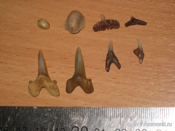 Cederstroemia, Cretolamna cf. catoxodon, Paraortchacodus recurvus, Cederstroemia sp