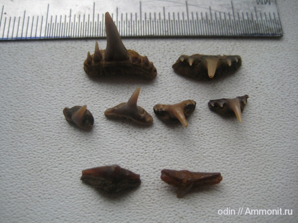 Cederstroemia, Paraorthacodus