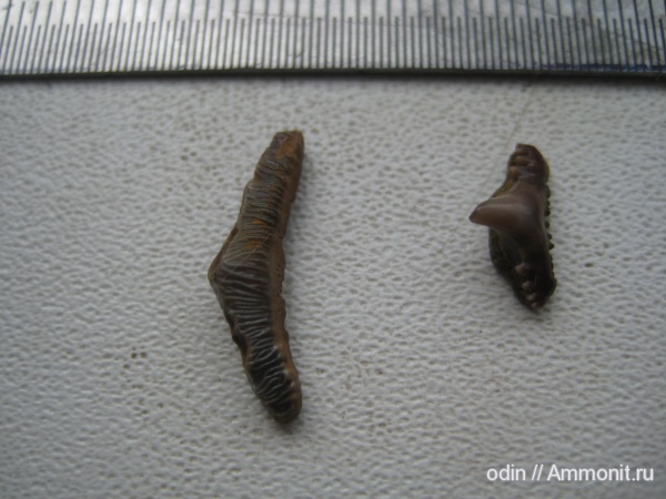 Polyacrodus, Synechodus