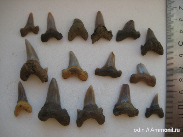 Cretalamna, Cretoxyrhina, Dwardius, Cretoxyrchina cf. denticulata, Cretolamna cf. catoxodon, Cretolamna sp, Dwardius cf. woodwardi