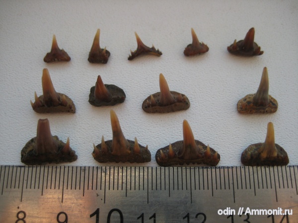 рыбы, сеноман, Paraorthacodus