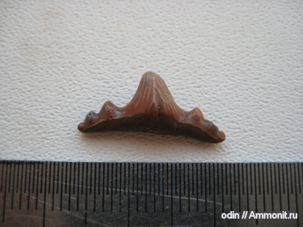 рыбы, сеноман, Polyacrodus