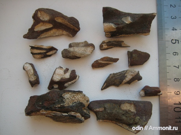 рыбы, химеры, сеноман