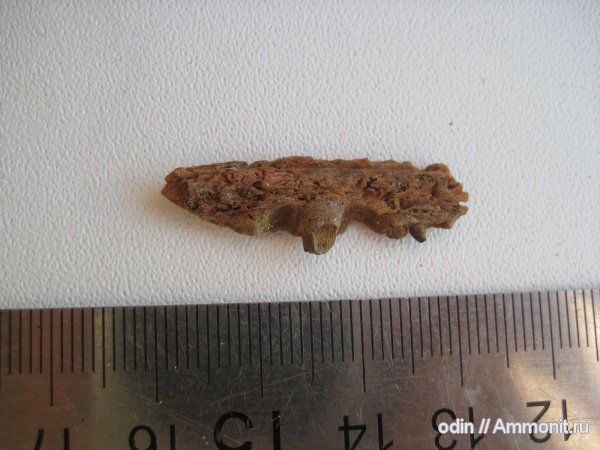 рыбы, сеноман