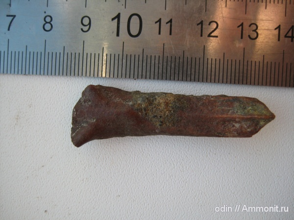 головной шип, Ischyodus