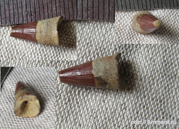 ихтиозавры