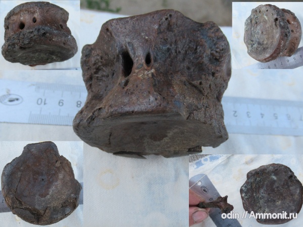 плезиозавры, плиозавры, Pliosaurus, Plesiosauria, Leptocleididae