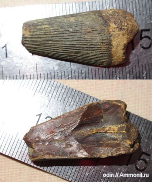 плезиозавры, плиозавры, Pliosaurus