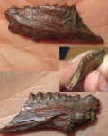 Aspidorhynchidae- фрагмент челюсти