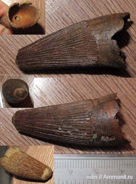 плиозавры, Pliosaurus