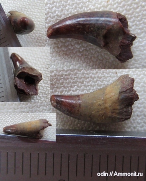 плезиозавры, Plesiosauria, Leptocleididae