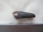 фрагмент зуба плиозавра