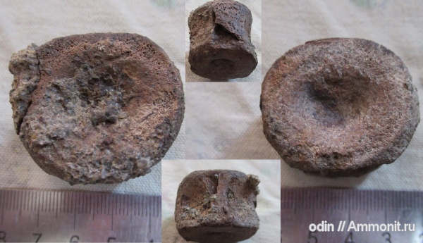 плезиозавры, плиозавры, Pliosaurus, Plesiosauria, Leptocleididae