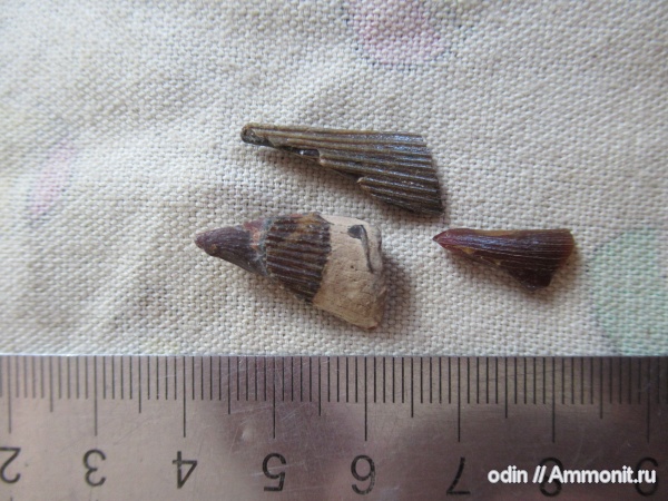 плезиозавры, плиозавры, Pliosaurus, Plesiosauria, Leptocleididae