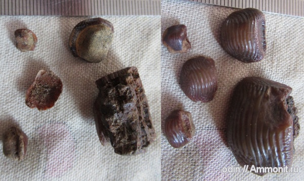 Ptychodus, Ptychodus decurrens