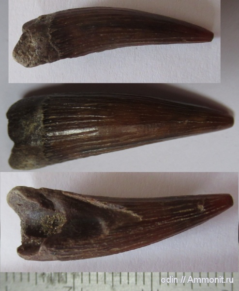 плезиозавры, Plesiosauria, Leptocleididae