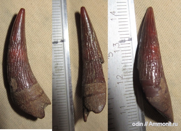 Leptocleidia, Leptocleidia indet