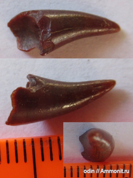 плиозавры, Pliosaurus, Leptocleidus