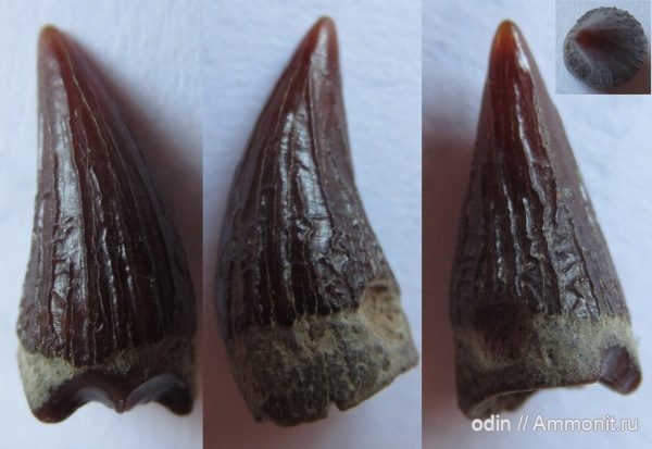 плиозавры, Pliosaurus, Leptocleidus