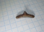 Polyacrodus Polyacrodus