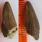 плезиозаврик (3)