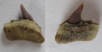 Hexanchus Hexanchus