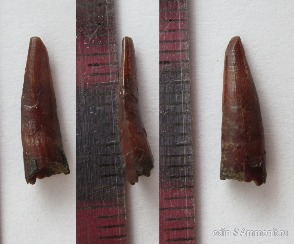 птерозавры, Ornithocheiridae, Pterosauria