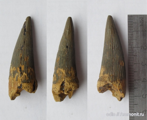 водные рептилии, плиозавры, Pliosaurus, Pliosauroidea