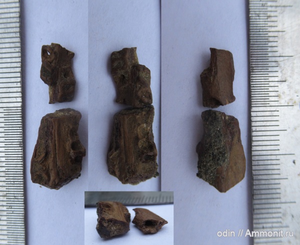 птерозавры, Ornithocheiridae, Pterosauria