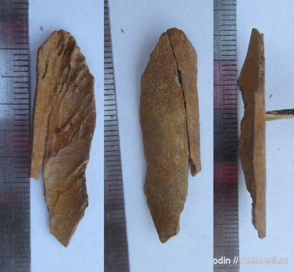 птерозавры, Pterosauria