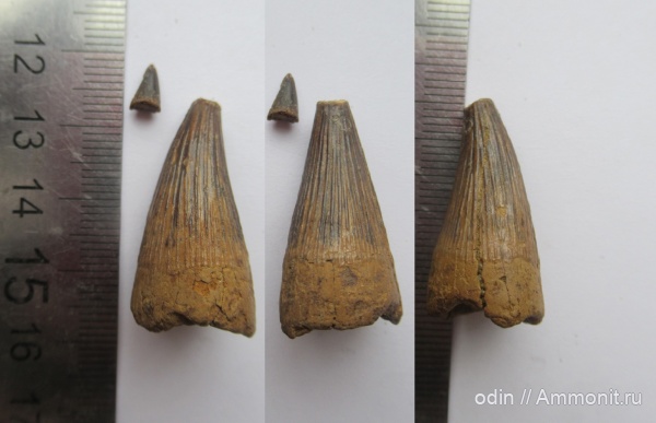 водные рептилии, плиозавры, Pliosaurus, Pliosauroidea