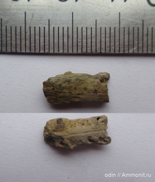 птерозавры, Ornithocheiridae, Pterosauria