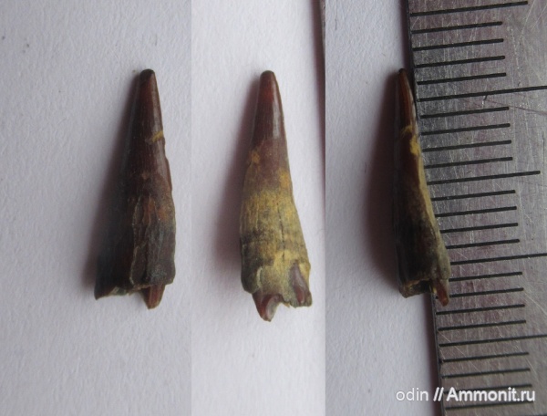 птерозавры, Ornithocheiridae, Pterosauria