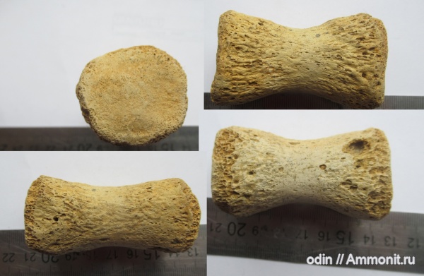 водные рептилии, плиозавры, Pliosaurus, Pliosauroidea, элемент ласта морской рептилии