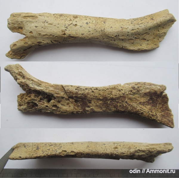 птерозавры, Ornithocheiridae, Pterosauria