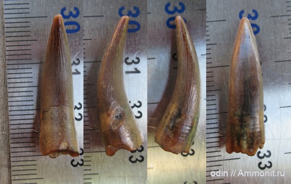зубы, плезиозавры, сеноман, Elasmosauridae, Elasmosaurus, Тамбовская область