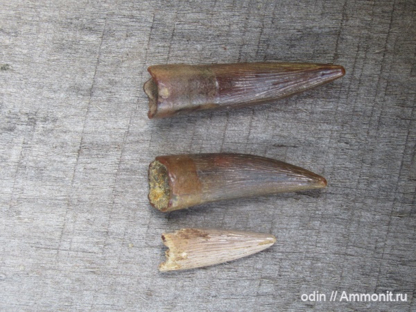 зубы, плезиозавры, сеноман, Elasmosauridae, Elasmosaurus, Тамбовская область