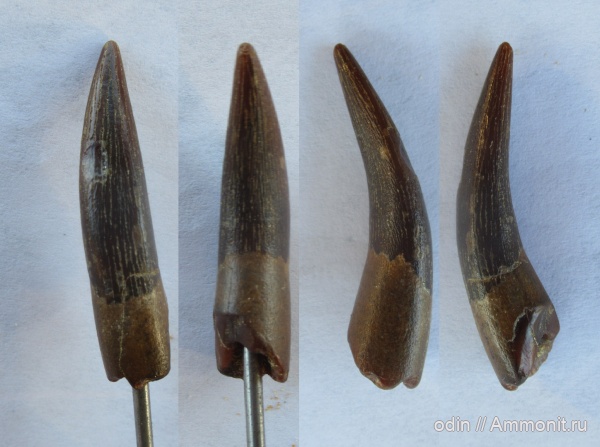 зубы, плезиозавры, сеноман, Elasmosauridae, Elasmosaurus, Тамбовская область